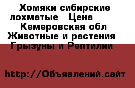 Хомяки сибирские лохматые › Цена ­ 150 - Кемеровская обл. Животные и растения » Грызуны и Рептилии   